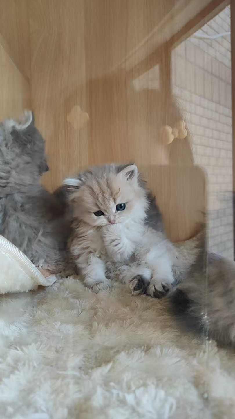 英国短毛猫，蓝金，紫金爆毛款